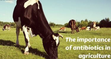 The importance of antibiotics in agriculture_0.jpg
