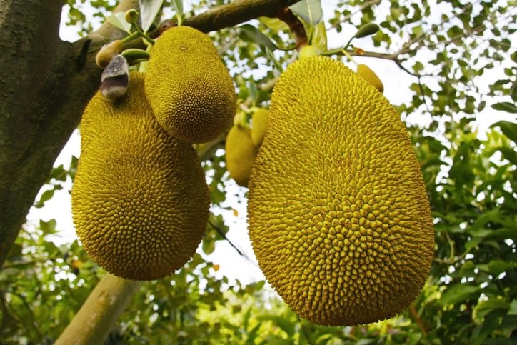 jackfruit from a tree