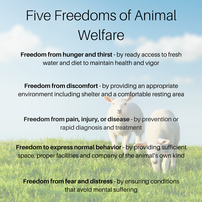 five freedoms of animal welfare