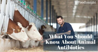 animal antibiotics: what you should know