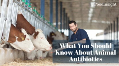 animal antibiotics: what you should know