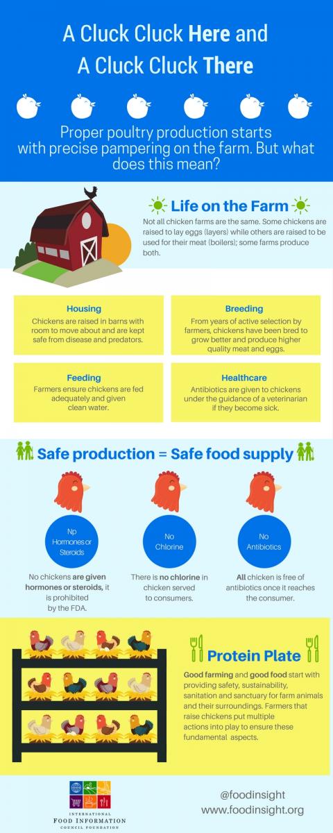 chicken production infographic 