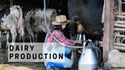 A Quick Look Into Dairy Production