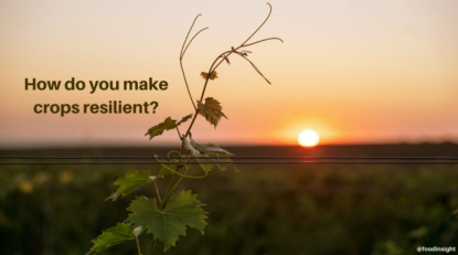 What Are Resilient Crops?