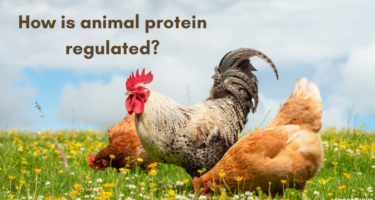 Understanding How Animal Protein Production Is Regulated